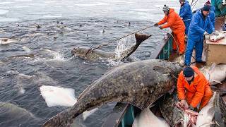 This is how American Fishermen Hunt 5,000kg Deep Sea Monsters – Giant Halibut Longline Fishing!