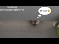 【柴犬Nana(奈奈)】阿楞在公司上個廁所 Nana 硬要從門縫進來偷看