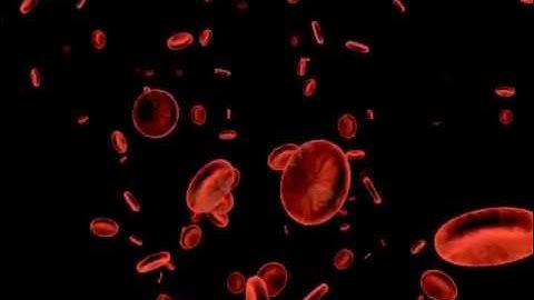 3D animated blood cells