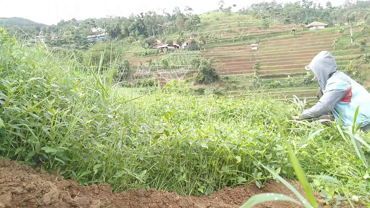 Tips mencari rumput seggar 