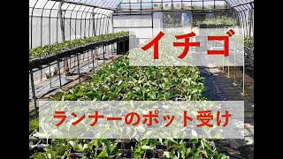イチゴ栽培の実践　育苗管理編1　ポット受け