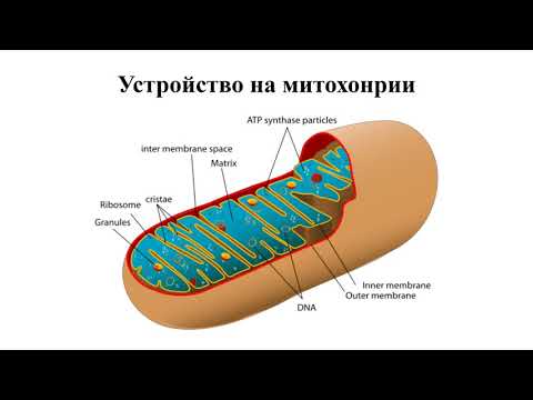 Урок №9 - Обща характеристика на растенията