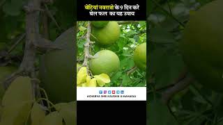 बेटियां नवरात्रो के 9 दिन करे बेल फल  का यह उपाय | Shri Kaushik Ji Maharaj | Tulsi Mangalvani