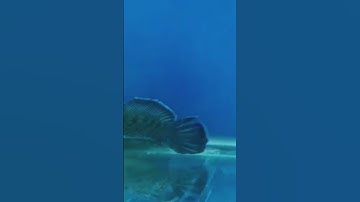 Big size Indian snake head fish #swaty channa #best #video #heavy size #youtubeshorts #subscribe