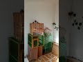 ترويض البلبل الوحشي من الألف إلى الياء طريقه سهله جدا 
