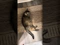 Tabby finding a birthing place. #pregnantcat #rescuecat #catmom #kittens