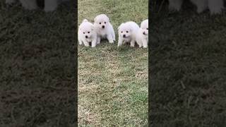 Short #viral japanese spitz #available 4k please call me 9793075826