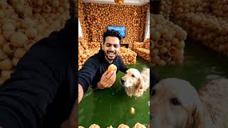 😀 man ar dog panipuri swiming 😂 #funny # short # video # viral # trending