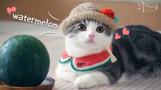Cobi, a cute cat in a watermelon costume