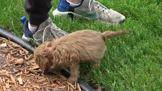 Cavapoo playtime