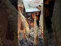 Grilled Shrimp Skewers Over Fire #campfirecooking #cooking #campfire