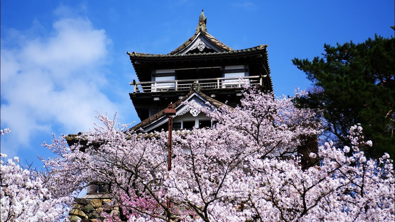 丸岡城の桜 Youtube