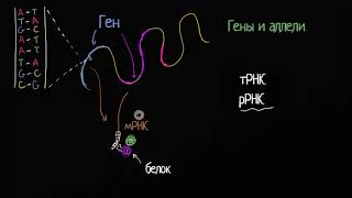 Аллели и гены (видео 2) | Классическая генетика | Биология