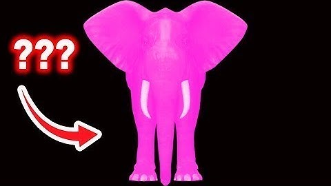 15 Elephant Sound Variations in 30 Seconds