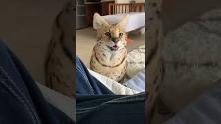 What does a serval sound like?