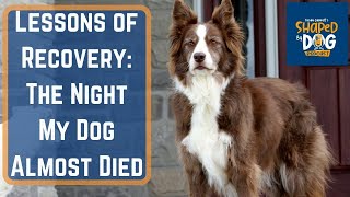 Lessons of Recovery: The Night My Dog Almost Died #61