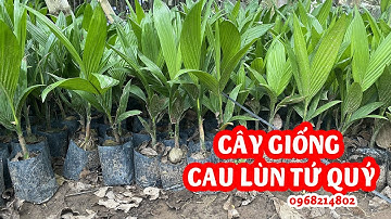 Cây giống cau lùn tứ quý - Cây cao 30cm- 1m2 nhà vườn em ship cây đi toàn quốc