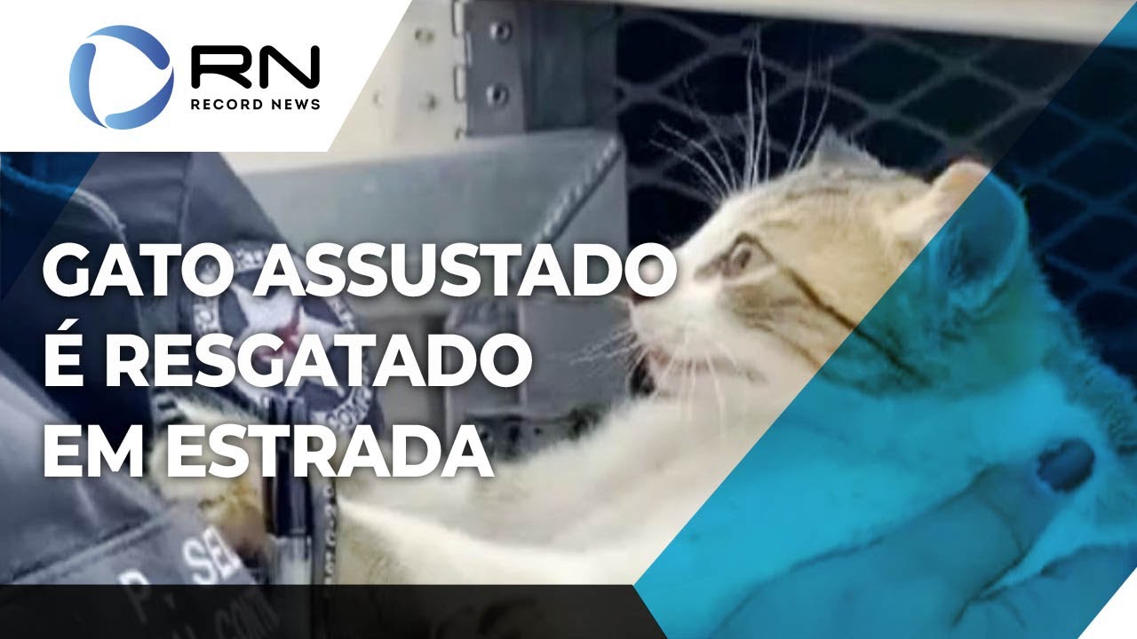 Gato assustado é resgatado em estrada