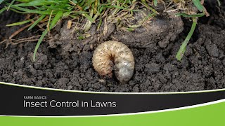 Insect Control in Lawns