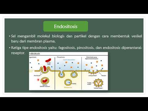 Eksositosis dan Endositosis (Biologi Kelas XI) Belajar #dirumahaja