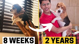 Beagle Puppy Transformation from 8 Weeks to 2 years (Puppy to Adult)
