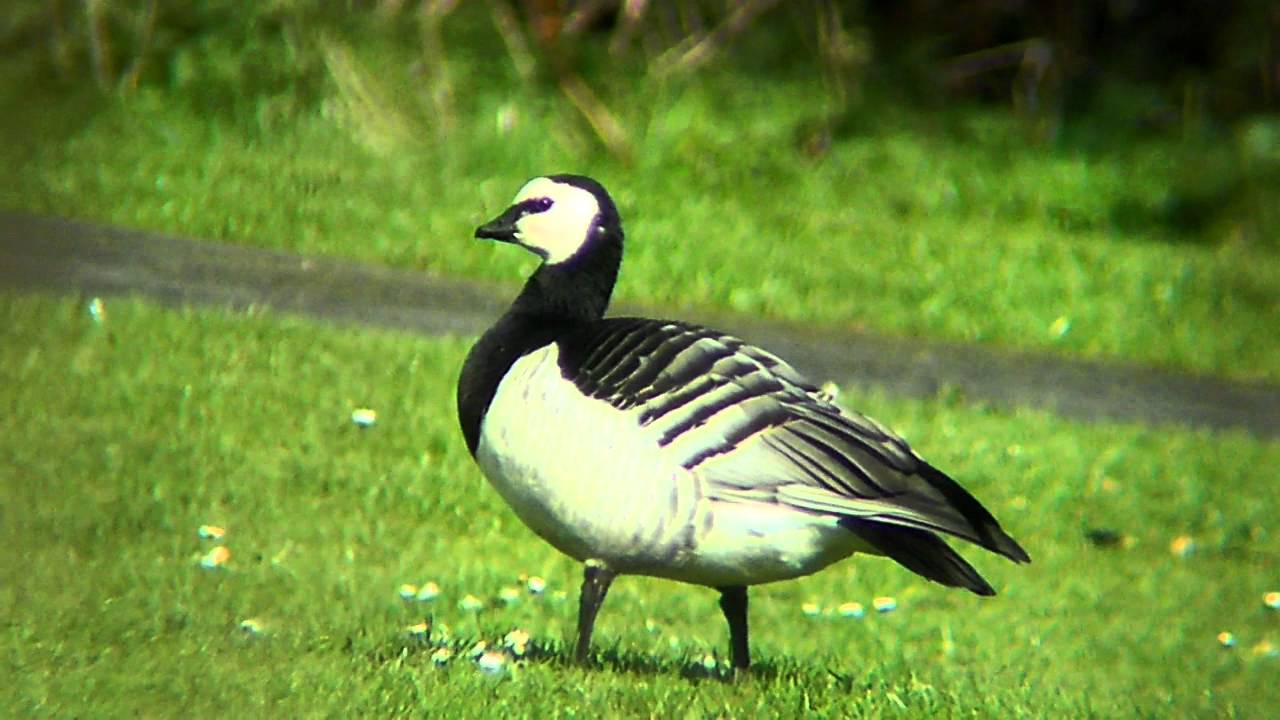 photography en español Barnacle Goose #2