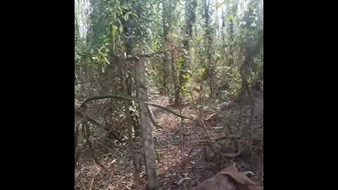 Đất bình ba- huyện châu đức_brvt sốt cao