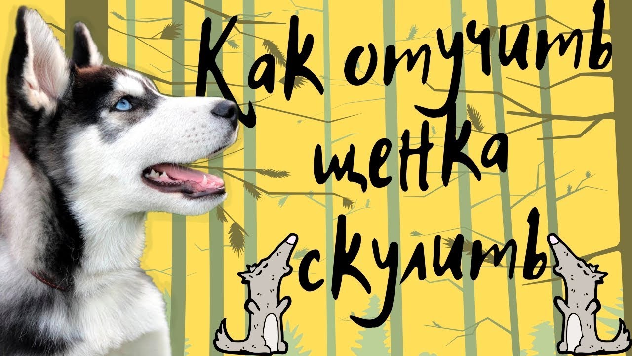 Как научить хаску. Как отучить щенка скулить. как научить хаски выть. как отучить скулит хаски.