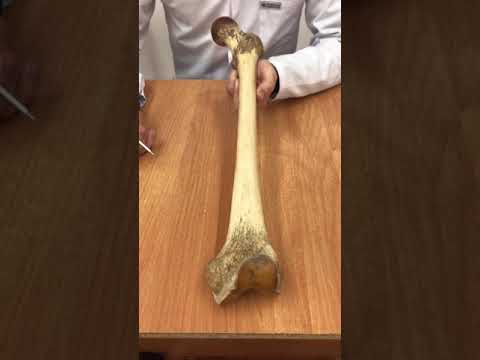 Нормальная анатомия бедренной кости.
