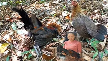 cuab qaib qus hyoo 2022