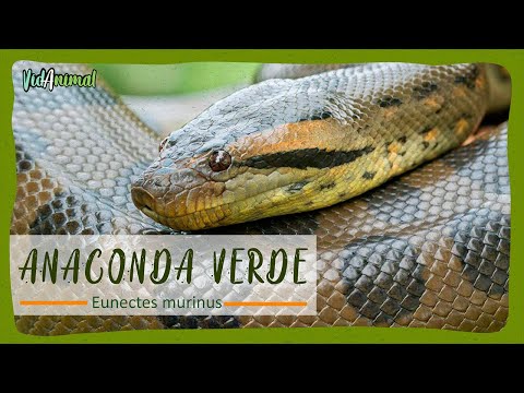 Video: Dónde vive la anaconda: hábitats y reproducción