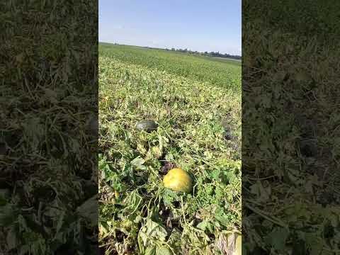 Гарбузи після граду село сільськежиття славаукраїні підписатися україна гарбуз капец рек