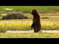 Discovery Channel , Discovery Animal, Медведи острова Страха Аляс�