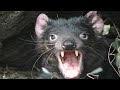 The Tasmanian Devil