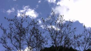 Real-time cumulus clouds behind bare trees stock footage V08974
