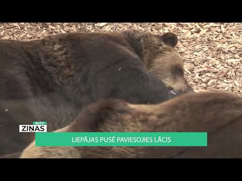 Video: Vai lāči ēd medu savā dabiskajā vidē
