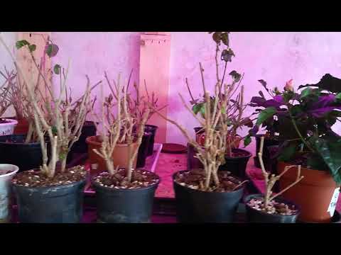 Videó: Hogyan téliesítsük a hibiszkusznövényeket