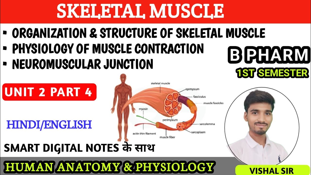 Organization & structure of skeletal muscle | Physiology of skeletal muscle | Neuromuscular junction