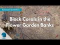 Black Corals in the Flower Garden Banks