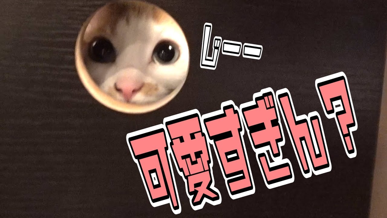 穴から覗く猫があまりにも可愛すぎて声帯がバグりました