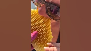 Why Honeycombs Turn Hexagonal