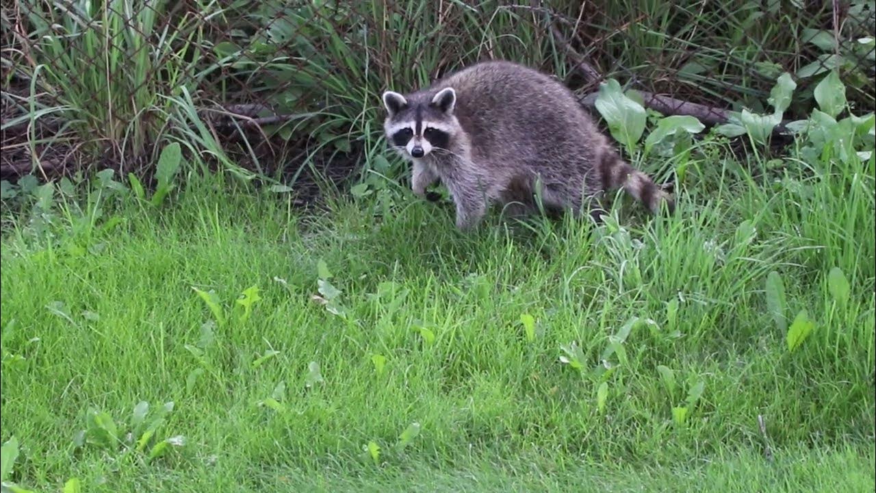 Hi cutie! Where have you been? Raccoons Mammals Trails Native 