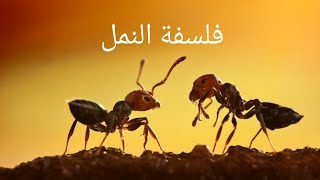 كون إجابياً،تعلم من النمل كيف تكون إيجابياً!! & فلسفة النمل & - فيديو تحفيزي | .HA FI