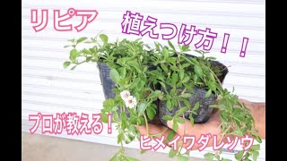 雑草対策でリピア ヒメイワダレソウ を植える時に大切なポイント