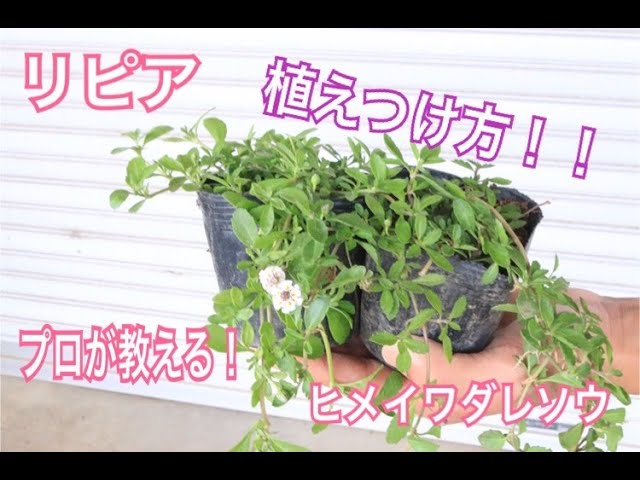 リピア ヒメイワダレソウ の植えつけ方 Youtube