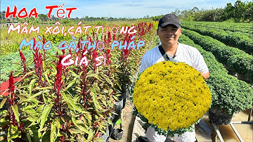 19/12-Hoa Tết cúc mâm xôi,cát tường,mào gà chào giá..//📲 0786840249.Minh-Phú