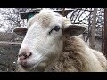 Разведение овец. Минусы и недостатки овцеводства.