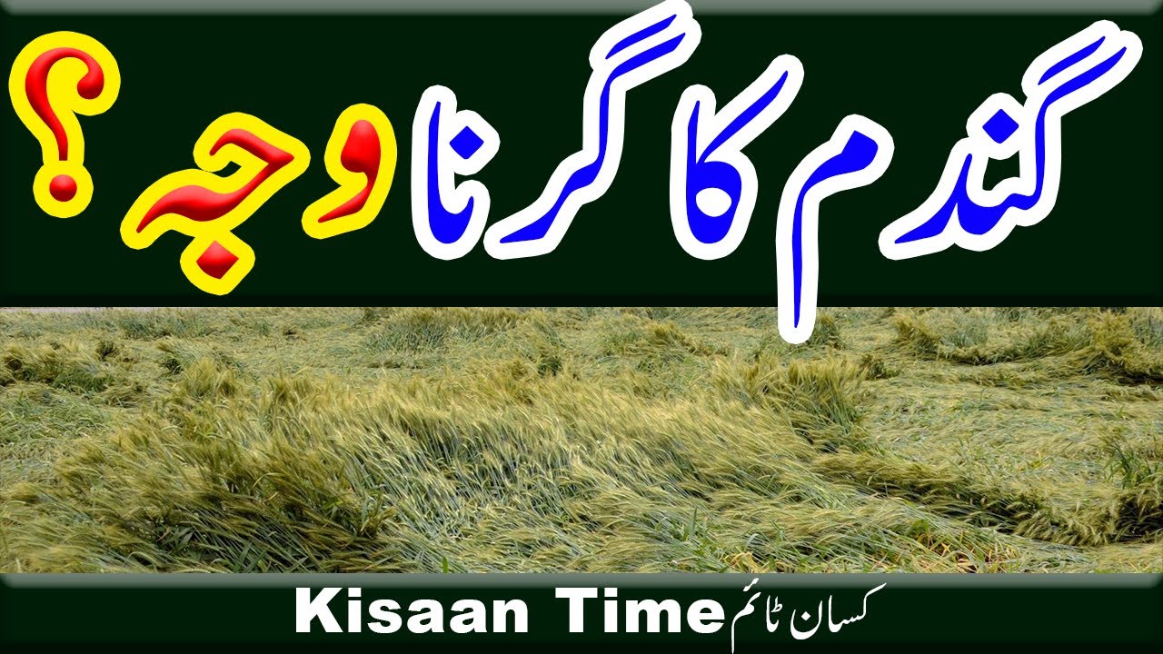 گندم کیوں گر جاتی ہے؟ Gandam ka gir jana Gandam ka girna گندم کا گرنا Gandam gi gaye  kisan time