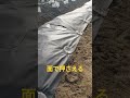 家庭菜園でマルチr8/5/13