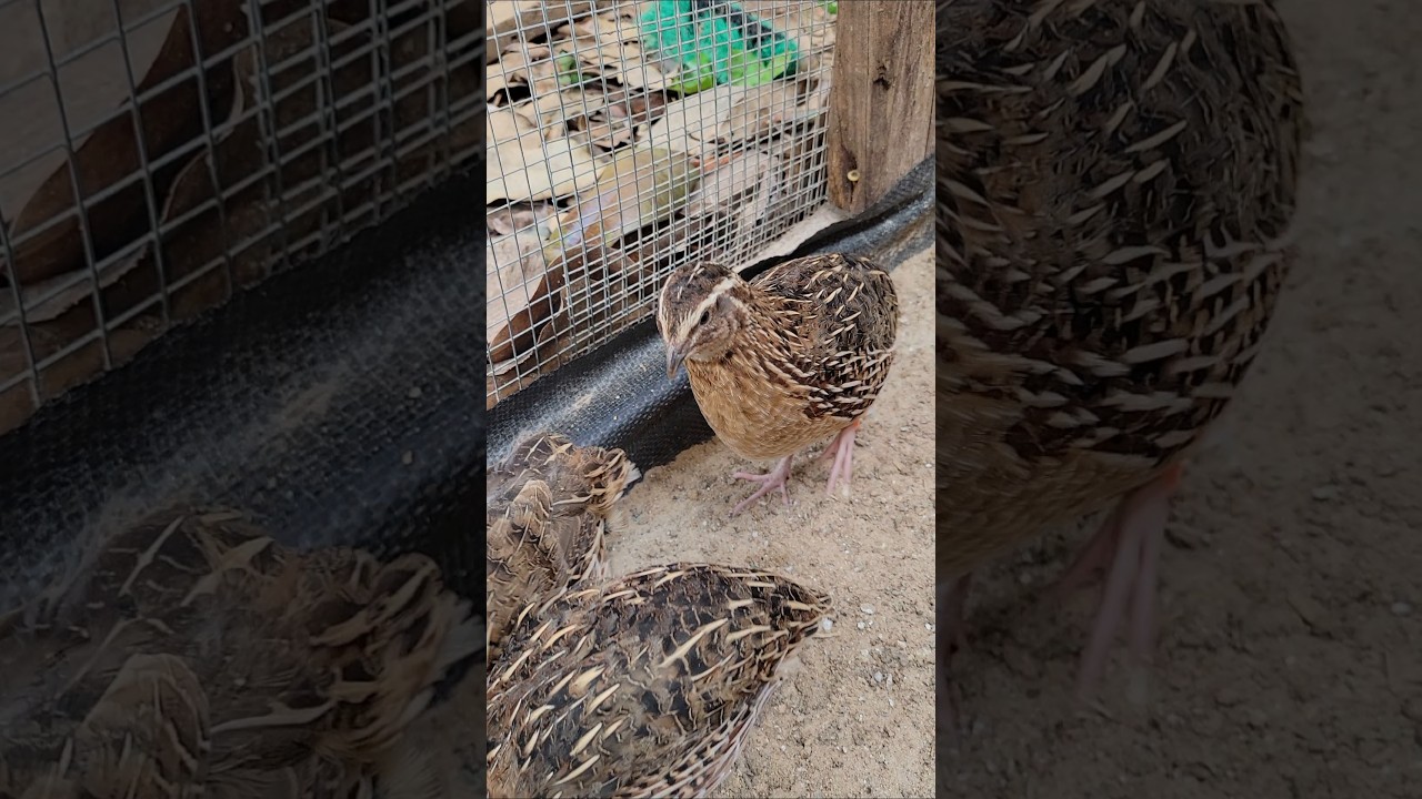 SFL for EVERYONE! #backyardchickens #chicken #coturnixquail #quail #cuteanimals #vlog #homestead #GA